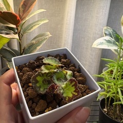 珍しい　ﾍﾞｺﾞﾆｱ ﾍﾞﾋﾞｰｽﾊﾟｲﾗﾙ 観葉植物の画像