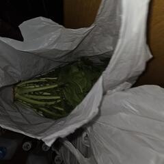 板橋区生産地の大根の葉です。無料です