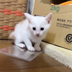 白猫♡ベージュ白♡激かわ2匹兄弟♡生後2ヶ月