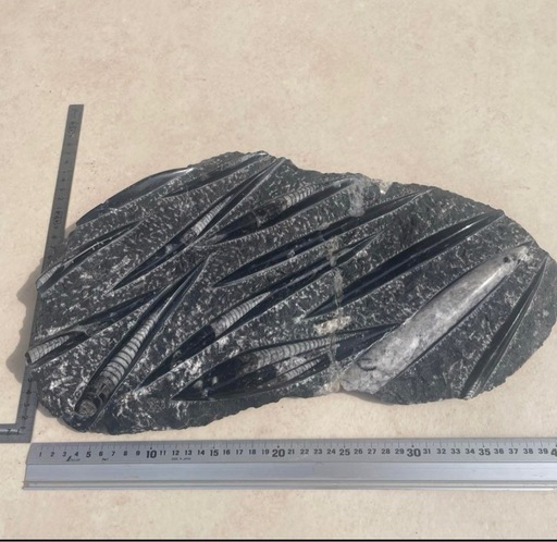 ①化石　オルソセラソ