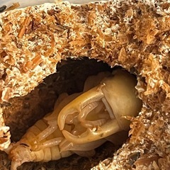 コクワガタペア