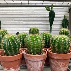 サボテンや花麒麟の画像