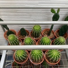 サボテンや花麒麟の画像