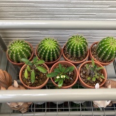 サボテンや花麒麟の画像