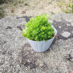 ①セダムゴールデンカーペット(多肉植物)