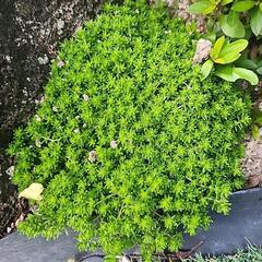 ①セダムゴールデンカーペット(多肉植物)大きくても可の画像