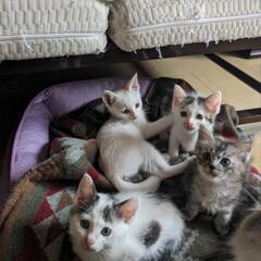 🍀子猫だらけの譲渡会〜にゃん★鳥栖🍀