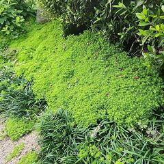 ①セダムゴールデンカーペット(多肉植物)大きくても可の画像