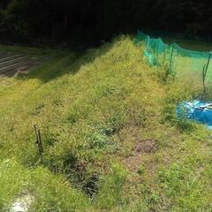 棚田の草刈り