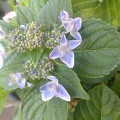 紫陽花鉢植え