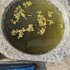 石臼の画像