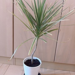 【 譲渡先がきまりました】観葉植物(ドラセナコンシンネ,クワズイ...