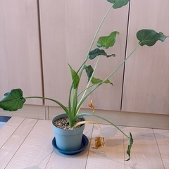 【 譲渡先がきまりました】観葉植物(ドラセナコンシンネ,クワズイモ,もみじ)の画像