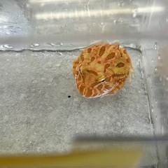ツノガエル在庫あります。の画像