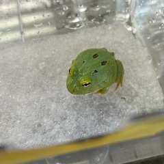 ツノガエル在庫あります。
