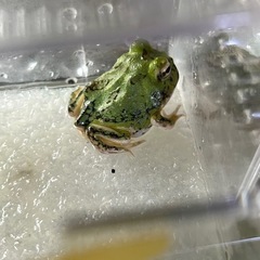 ツノガエル在庫あります。の画像