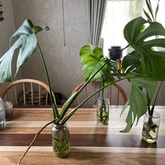 モンステラ、植物、緑のある暮らし、風水
の画像