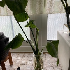 モンステラ、植物、緑のある暮らし、風水
の画像