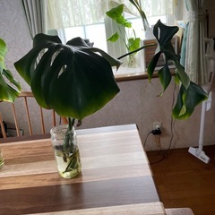 モンステラ、植物、緑のある暮らし、風水
の画像