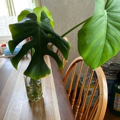 モンステラ、植物、緑のある暮らし、風水
の画像