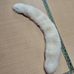 シルバーフォックス　着物の画像