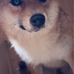 1歳柴犬女の子