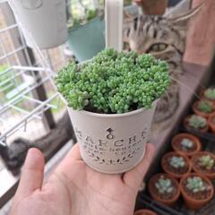 多肉植物 パープルヘイズ