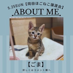【ごま】ピョンピョン元気っ子