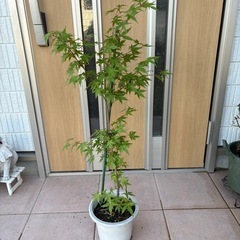 【 譲渡先がきまりました】観葉植物(ドラセナコンシンネ,クワズイモ,もみじ)の画像