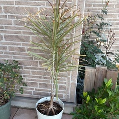 【 譲渡先がきまりました】観葉植物(ドラセナコンシンネ,クワズイモ,もみじ)の画像