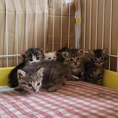 たくさんの仔猫ちゃんいます^ >ᴗ<^