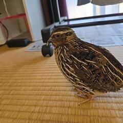モルモット、動物好きな方いませんか(*^^*)？ - メンバー募集