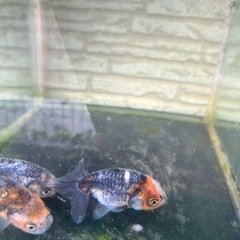 可愛い金魚複数おります。の画像