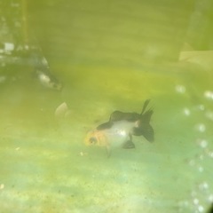 可愛い金魚複数おります。の画像