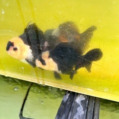可愛い金魚複数おります。