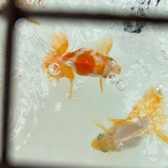 可愛い金魚複数おります。の画像