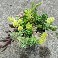 多肉植物　寄せ植え