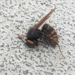 江別　（ハチ）蜂の巣駆除承ります。
