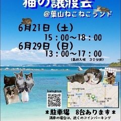 可愛い保護猫40匹！お問合せ多数でも対応します
