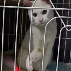 白猫　1才くらい