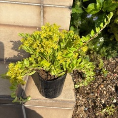 多肉植物