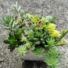 多肉植物　寄せ植えの画像