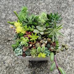 多肉植物　寄せ植え