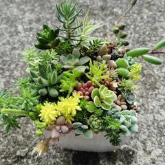 多肉植物　寄せ植えの画像