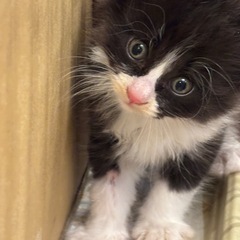 子猫祭りのねこねこランド保護猫譲渡会　キジトラ，ハチワレ子猫たく...