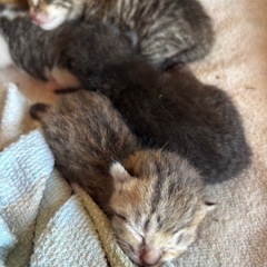 子猫　決まりました