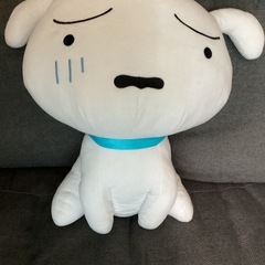 困り顔のシロ!!!