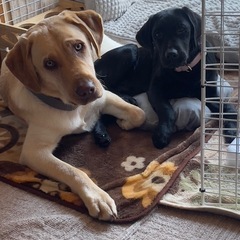 犬、猫友達募集してます