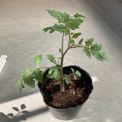 【予約済み】ミニトマト　苗　ガーデニング　野菜