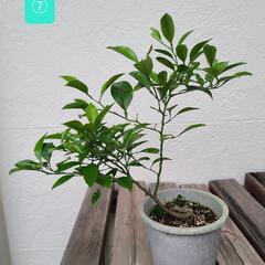 レモンの苗木